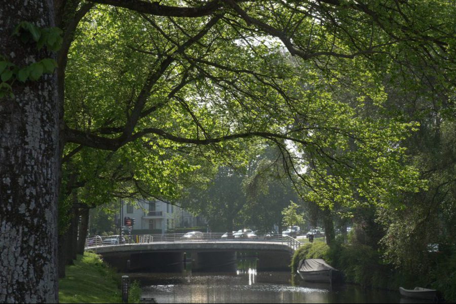 Haarlem iepen beschermen 3